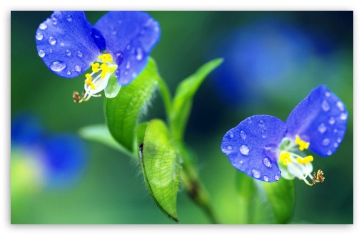 Tiny Flowers Macro UltraHD Wallpaper for 8K UHD TV 16:9 Ultra High Definition 2160p 1440p 1080p 900p 720p ; Widescreen 16:10 5:3 WHXGA WQXGA WUXGA WXGA WGA ; Fullscreen 4:3 5:4 3:2 UXGA XGA SVGA QSXGA SXGA DVGA HVGA HQVGA ( Apple PowerBook G4 iPhone 4 3G 3GS iPod Touch ) ; Mobile 3:5 3:4 - ;