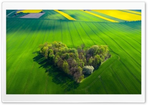 Tiny Forest, Love, Green Field, Aerial View 4K UHD Wallpaper for Widescreen and UltraWide Desktop, UltraHD TV, Smartphone, Tablet
