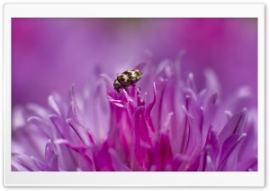 Tiny Insect on a Flower Ultra HD Wallpaper for 4K UHD Widescreen desktop, tablet & smartphone