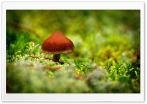 Tiny Mushroom Ultra HD Wallpaper for 4K UHD Widescreen desktop, tablet & smartphone