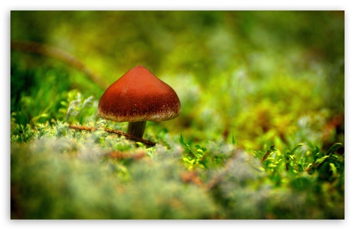 Tiny Mushroom UltraHD Wallpaper for 8K UHD TV 16:9 Ultra High Definition 2160p 1440p 1080p 900p 720p ; Widescreen 16:10 5:3 WHXGA WQXGA WUXGA WXGA WGA ; Fullscreen 4:3 5:4 3:2 UXGA XGA SVGA QSXGA SXGA DVGA HVGA HQVGA ( Apple PowerBook G4 iPhone 4 3G 3GS iPod Touch ) ; Tablet 1:1 ; Mobile 3:5 3:4 - ; Dual 16:10 5:3 16:9 4:3 5:4 WHXGA WQXGA WUXGA WXGA WGA 2160p 1440p 1080p 900p 720p UXGA XGA SVGA QSXGA SXGA ;