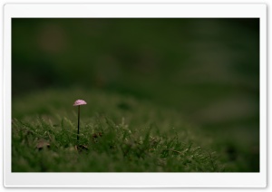 Tiny Mushroom, Green Moss Ultra HD Wallpaper for 4K UHD Widescreen desktop, tablet & smartphone