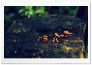 Tiny Mushrooms Ultra HD Wallpaper for 4K UHD Widescreen desktop, tablet & smartphone