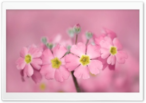 Tiny Pink Flowers Ultra HD Wallpaper for 4K UHD Widescreen desktop, tablet & smartphone