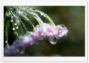 Tiny Pink Flowers, Water Drops, Bokeh Ultra HD Wallpaper for 4K UHD Widescreen desktop, tablet & smartphone
