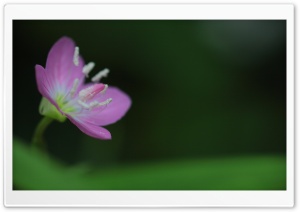 Tiny Purple Flower Ultra HD Wallpaper for 4K UHD Widescreen desktop, tablet & smartphone