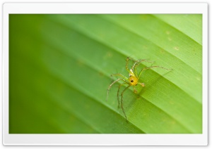 Tiny Spider Ultra HD Wallpaper for 4K UHD Widescreen desktop, tablet & smartphone