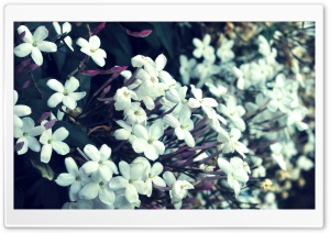 Tiny White Flowers Ultra HD Wallpaper for 4K UHD Widescreen desktop, tablet & smartphone