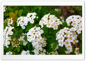 Tiny White Flowers Ultra HD Wallpaper for 4K UHD Widescreen Desktop, Lockscreen, Screensaver, TV, Tablet, Smartphone