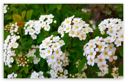 Tiny White Flowers UltraHD Wallpaper for UHD 16:9 ; HD 16:9 ; UltraWide 21:9 24:10 ; Widescreen 16:10 5:3 ;