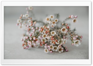 Tiny White Flowers Macro Ultra HD Wallpaper for 4K UHD Widescreen desktop, tablet & smartphone
