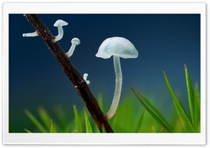 Tiny White Mushrooms Ultra HD Wallpaper for 4K UHD Widescreen desktop, tablet & smartphone