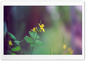 Tiny Yellow Flower Ultra HD Wallpaper for 4K UHD Widescreen desktop, tablet & smartphone