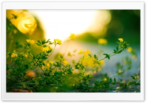 Tiny Yellow Flowers, Green Leaves, Sunlight Bokeh Ultra HD Wallpaper for 4K UHD Widescreen desktop, tablet & smartphone