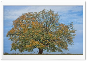 Tire Swing Hanging from a Tree, Autumn 4K UHD Wallpaper for Widescreen and UltraWide Desktop, UltraHD TV, Smartphone, Tablet