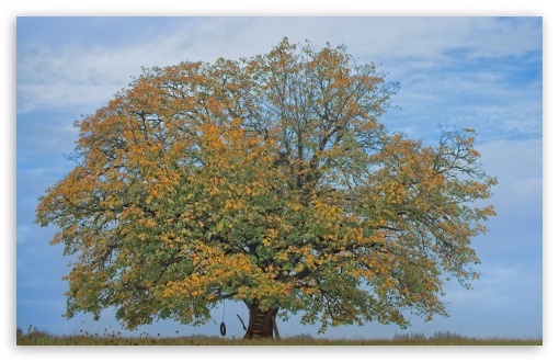 Tire Swing Hanging from a Tree, Autumn UltraHD Wallpaper for UHD 16:9 ; HD 16:9 ; UltraWide 21:9 24:10 32:9 32:10 ; Widescreen 16:10 ; Tablet 1:1 ; Mobile 9:16 9:19.5 9:20 9:21 9:22 ; Dual 16:10 16:9 ;
