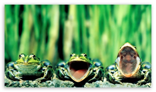 Toad UltraHD Wallpaper for Mobile 16:9 - 2160p 1440p 1080p 900p 720p ;