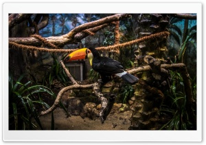 Toco Toucan Perched in Tree Ultra HD Wallpaper for 4K UHD Widescreen desktop, tablet & smartphone