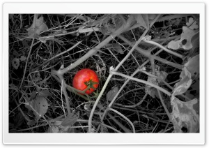 tomato 4K UHD Wallpaper for Widescreen and UltraWide Desktop, UltraHD TV, Smartphone, Tablet