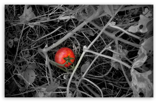 tomato UltraHD Wallpaper for HD 16:9 ; Widescreen 16:10 5:3 ;