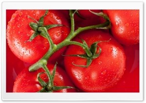 Tomato Ultra HD Wallpaper for 4K UHD Widescreen desktop, tablet & smartphone