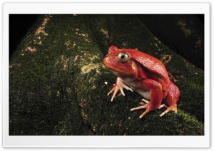 Tomato Frog Ultra HD Wallpaper for 4K UHD Widescreen desktop, tablet & smartphone