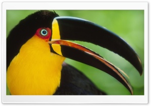 Toucan Bird Ultra HD Wallpaper for 4K UHD Widescreen desktop, tablet & smartphone