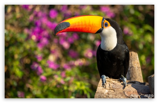 Toucan, Bird, Large Beak, Tropical, Amazon, Wildlife UltraHD Wallpaper for UHD 16:9 ; HD 16:9 ; Widescreen 16:10 5:3 ; Fullscreen 4:3 5:4 3:2 ;