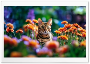 Toyger Cat Flowers Ultra HD Wallpaper for 4K UHD Widescreen desktop, tablet & smartphone