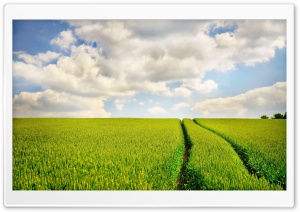 Tractor Trail In Wheat Field Ultra HD Wallpaper for 4K UHD Widescreen desktop, tablet & smartphone