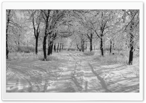 Trails In The Snow, Winter Ultra HD Wallpaper for 4K UHD Widescreen desktop, tablet & smartphone