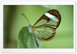 Transparent Butterfly Wings Ultra HD Wallpaper for 4K UHD Widescreen desktop, tablet & smartphone