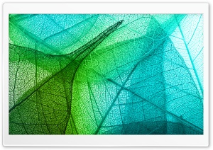 Transparent Leaves Ultra HD Wallpaper for 4K UHD Widescreen desktop, tablet & smartphone