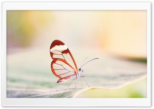 Transparent Wings Butterfly Ultra HD Wallpaper for 4K UHD Widescreen desktop, tablet & smartphone