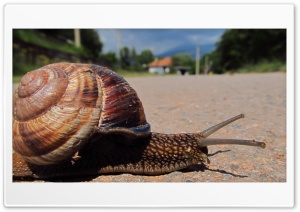 Travelling snail Ultra HD Wallpaper for 4K UHD Widescreen Desktop, Lockscreen, Screensaver, TV, Tablet, Smartphone