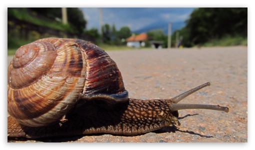 Travelling snail UltraHD Wallpaper for UHD 16:9 ; HD 16:9 ;