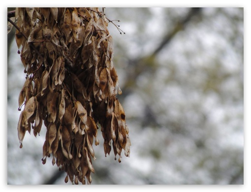 Tree UltraHD Wallpaper for Fullscreen 4:3 ;