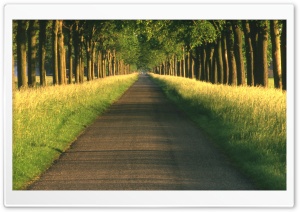 Tree Alley Ultra HD Wallpaper for 4K UHD Widescreen desktop, tablet & smartphone