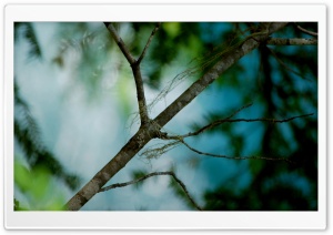 Tree and Colors Ultra HD Wallpaper for 4K UHD Widescreen desktop, tablet & smartphone