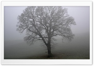 Tree And Fog Ultra HD Wallpaper for 4K UHD Widescreen desktop, tablet & smartphone