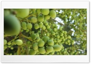 tree and inside 4K UHD Wallpaper for Widescreen and UltraWide Desktop, UltraHD TV, Smartphone, Tablet