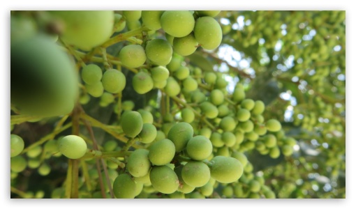 tree and inside UltraHD Wallpaper for UHD 16:9 ; HD 16:9 ;