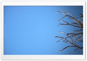 Tree and Sky Ultra HD Wallpaper for 4K UHD Widescreen desktop, tablet & smartphone