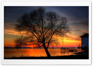 Tree And Sunset, HDR Ultra HD Wallpaper for 4K UHD Widescreen desktop, tablet & smartphone
