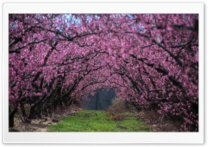 Tree Arch Ultra HD Wallpaper for 4K UHD Widescreen desktop, tablet & smartphone