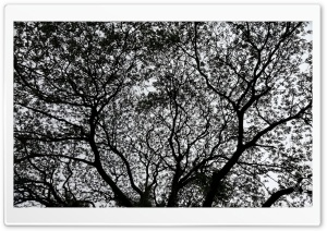 Tree Art Ultra HD Wallpaper for 4K UHD Widescreen desktop, tablet & smartphone