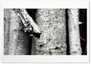 tree bark 4K UHD Wallpaper for Widescreen and UltraWide Desktop, UltraHD TV, Smartphone, Tablet