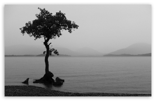 Tree Black and White UltraHD Wallpaper for Widescreen 16:10 ;