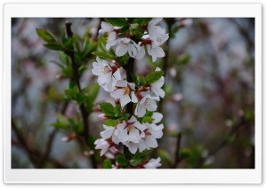 Tree Blossom Ultra HD Wallpaper for 4K UHD Widescreen desktop, tablet & smartphone
