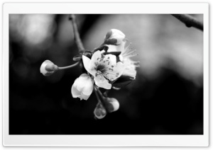 Tree Blossom Monochrome Ultra HD Wallpaper for 4K UHD Widescreen desktop, tablet & smartphone